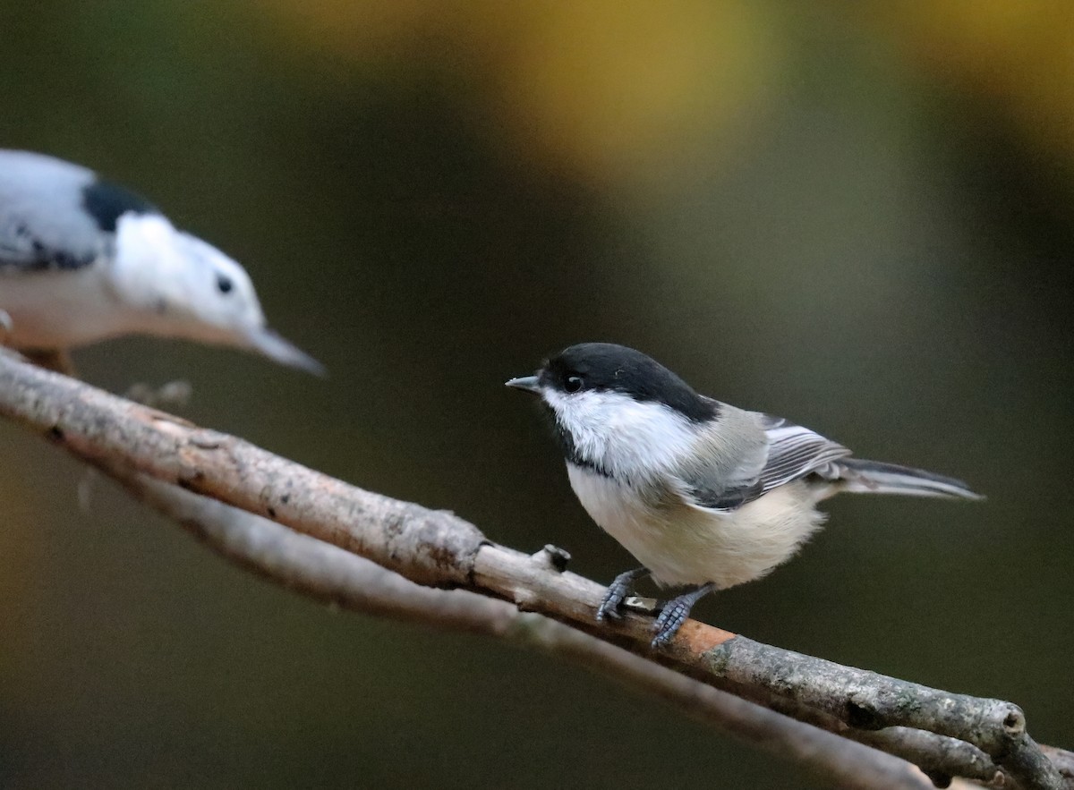 Black-capped Chickadee - ML643739767