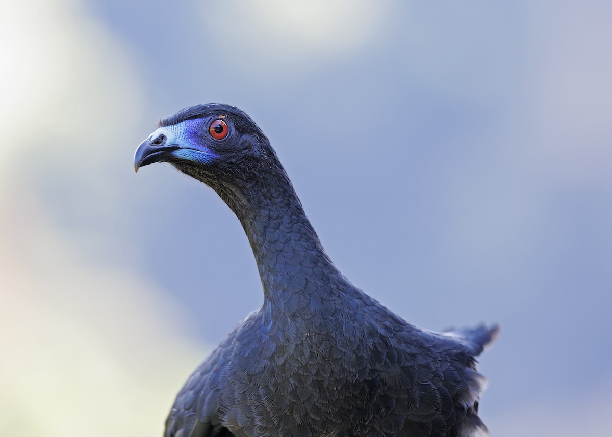 Pénélope unicolore - ML643739769