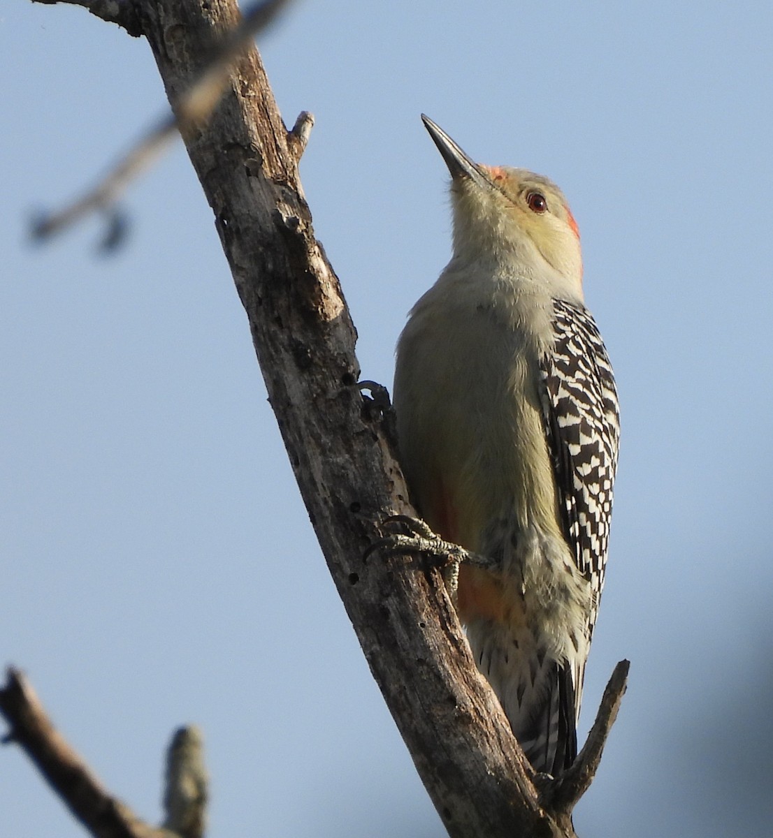 Carolinaspecht - ML643739786