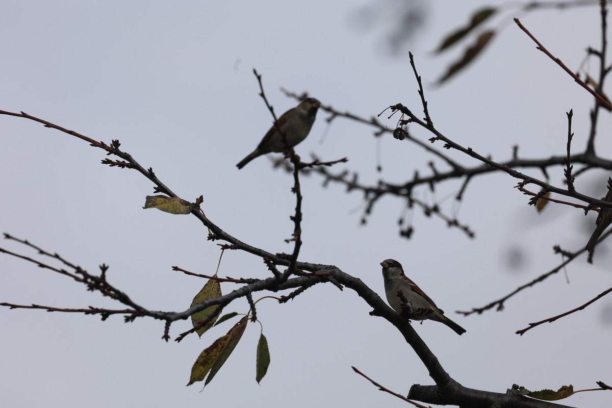 House Sparrow - ML643739790