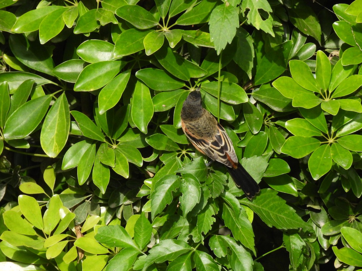 hagetrupial - ML643739793