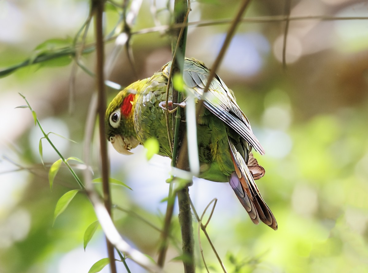 ホオベニインコ - ML643739800