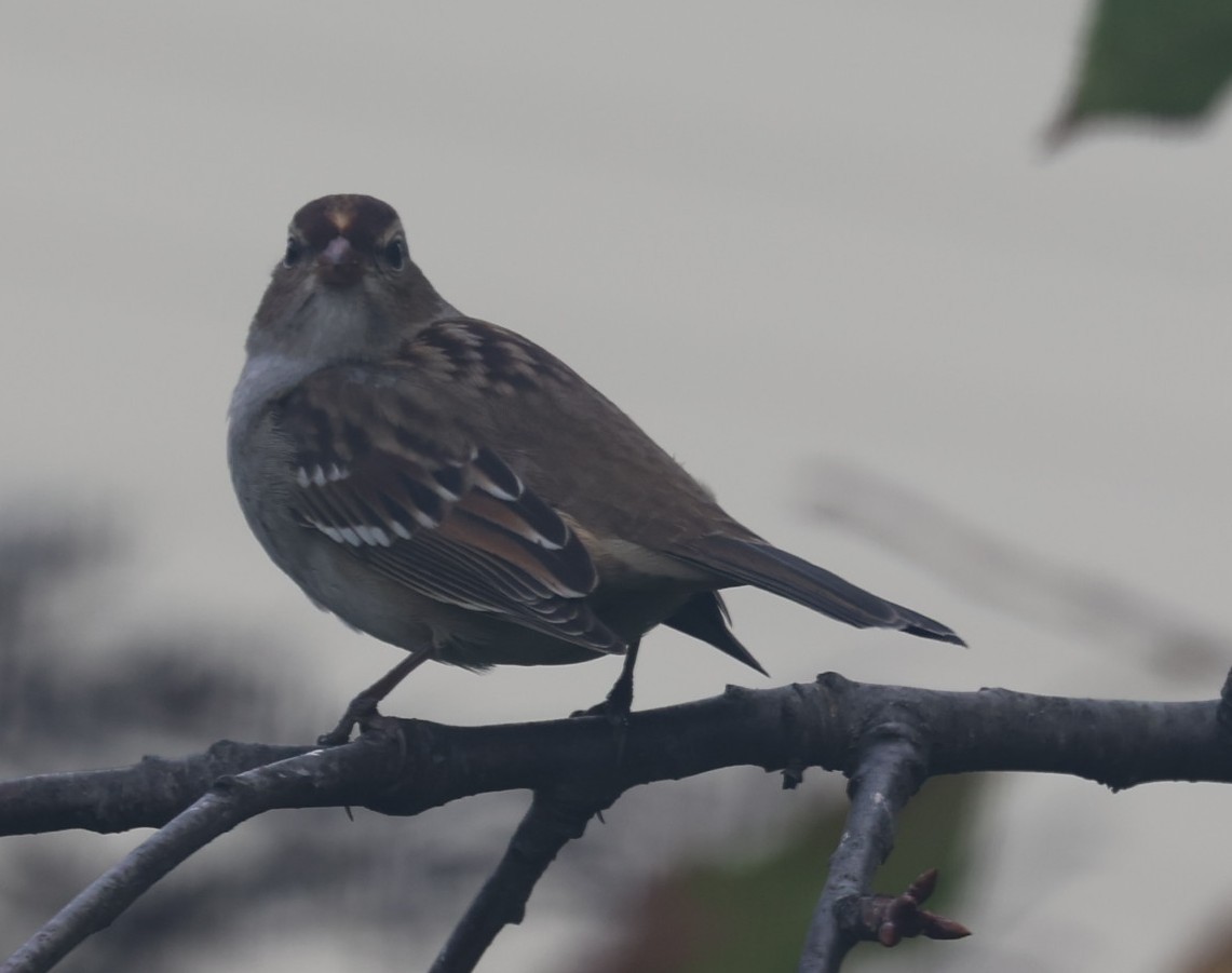 White-crowned Sparrow - ML643739813