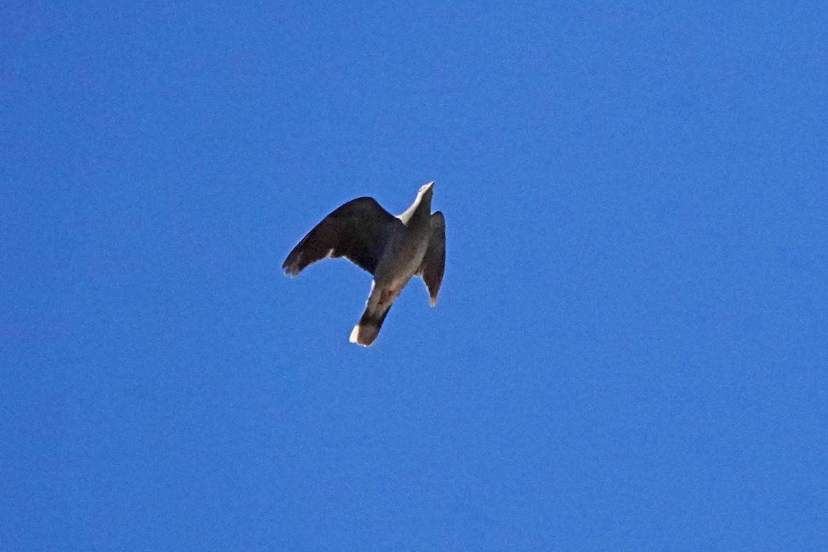 Band-tailed Pigeon - ML643739814