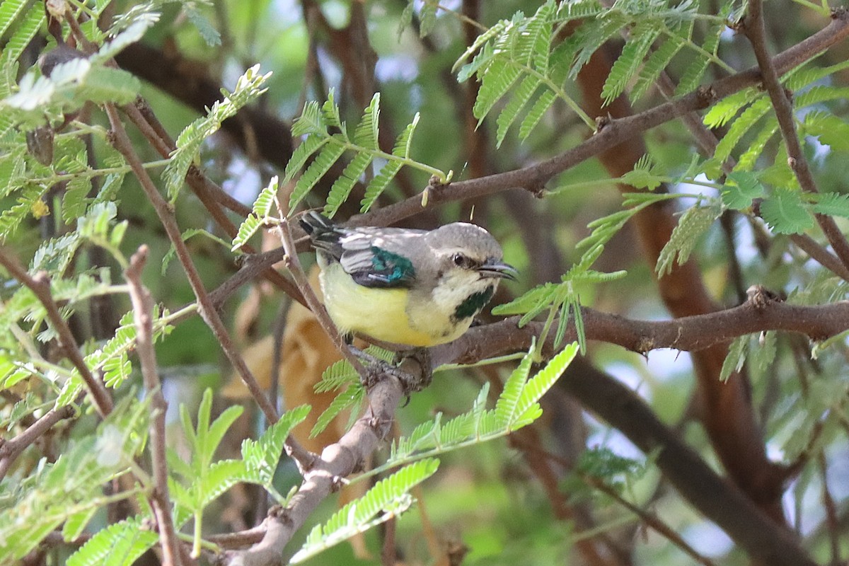 Nile Valley Sunbird - ML643739816