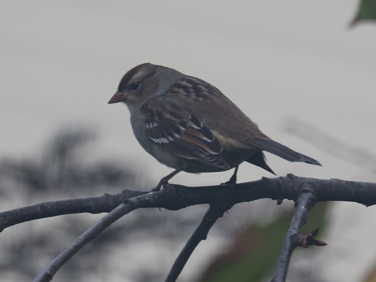 White-crowned Sparrow - ML643739819