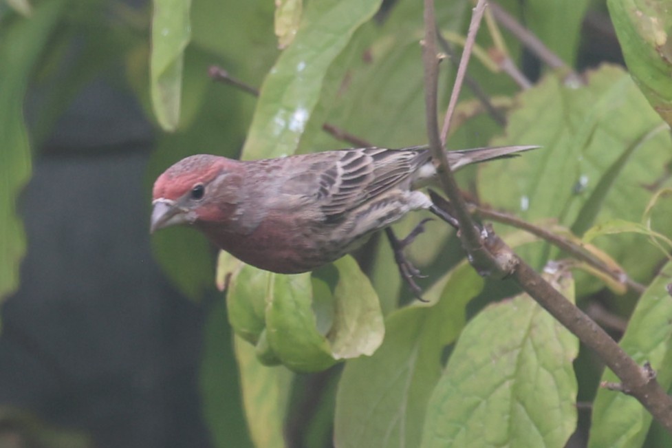 House Finch - ML643739832