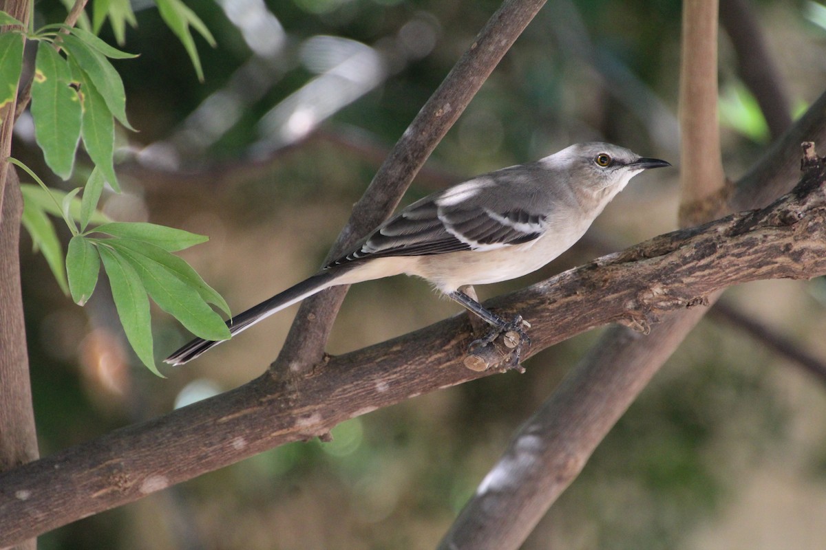 Northern Mockingbird - ML643739833