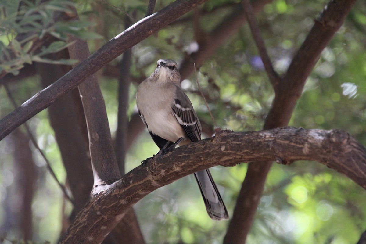Northern Mockingbird - ML643739834