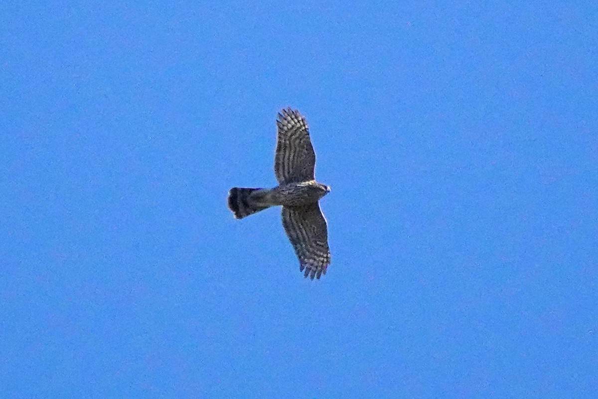 Cooper's Hawk - ML643739835