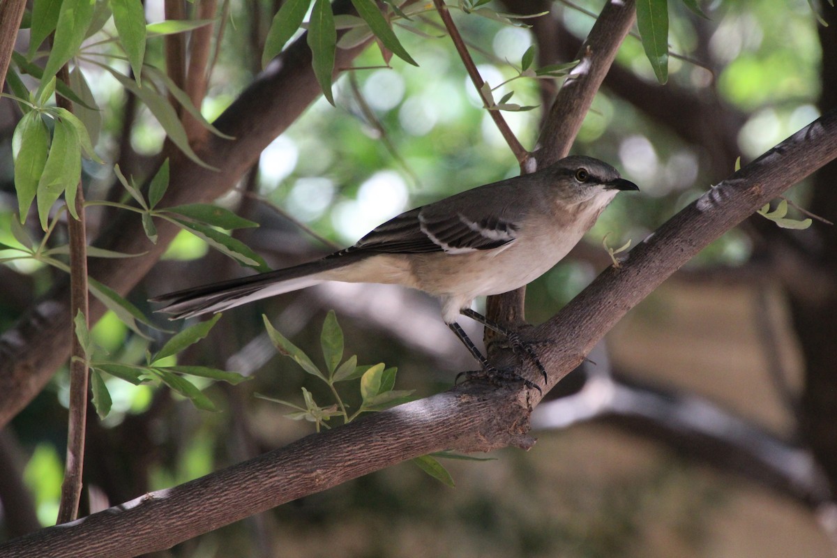 Northern Mockingbird - ML643739836