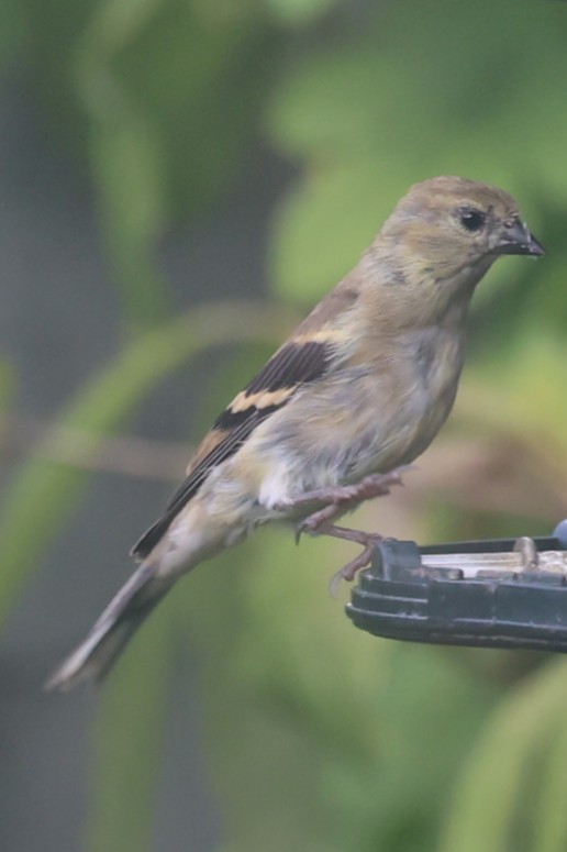 American Goldfinch - ML643739838