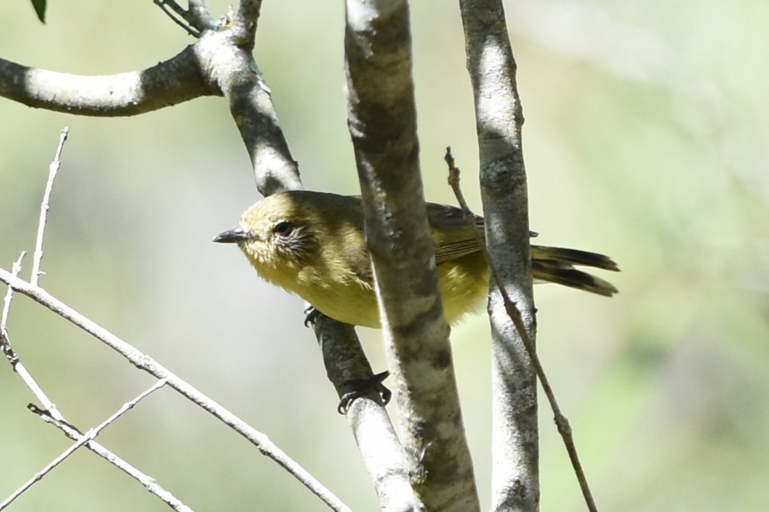 Yellow Thornbill - ML643739840