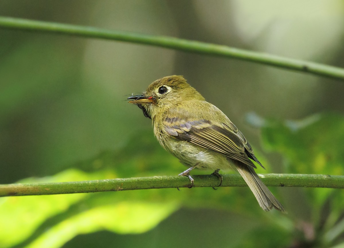Yellowish Flycatcher - ML643739843