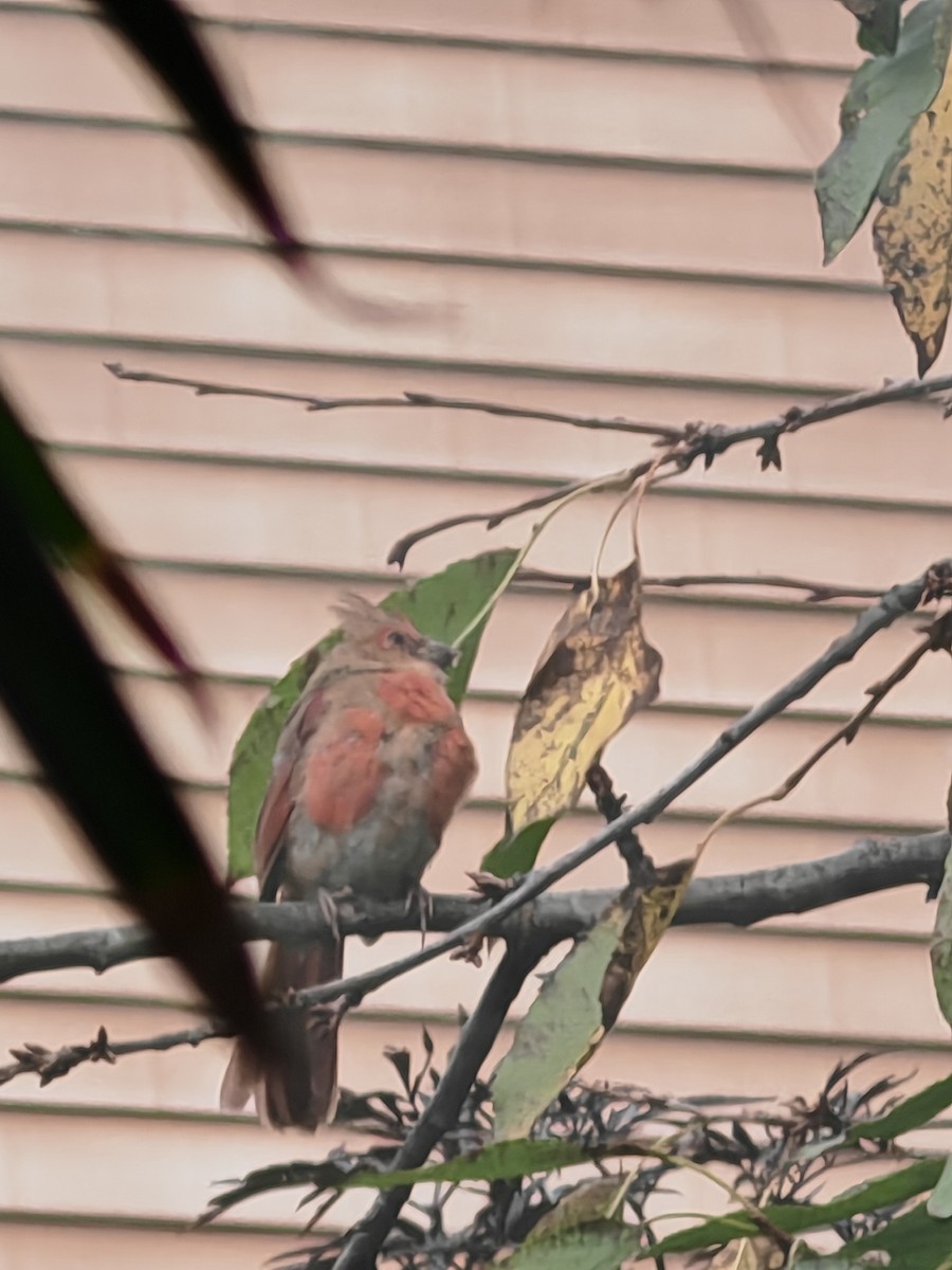 Northern Cardinal - ML643739846