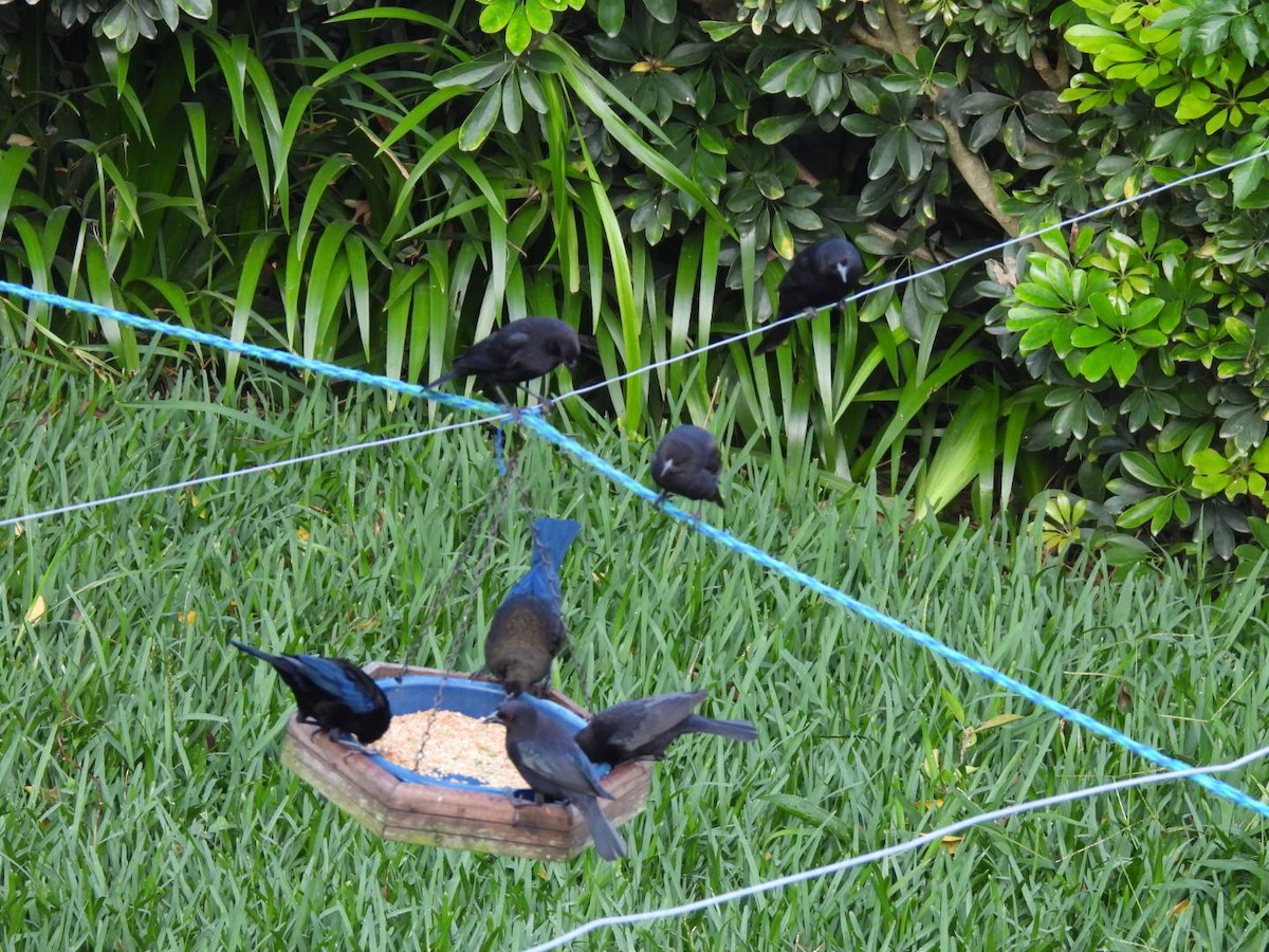 Bronzed Cowbird - ML643739847