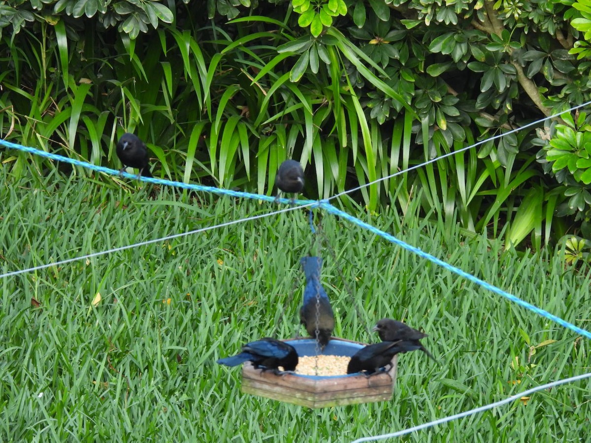 Bronzed Cowbird - ML643739848