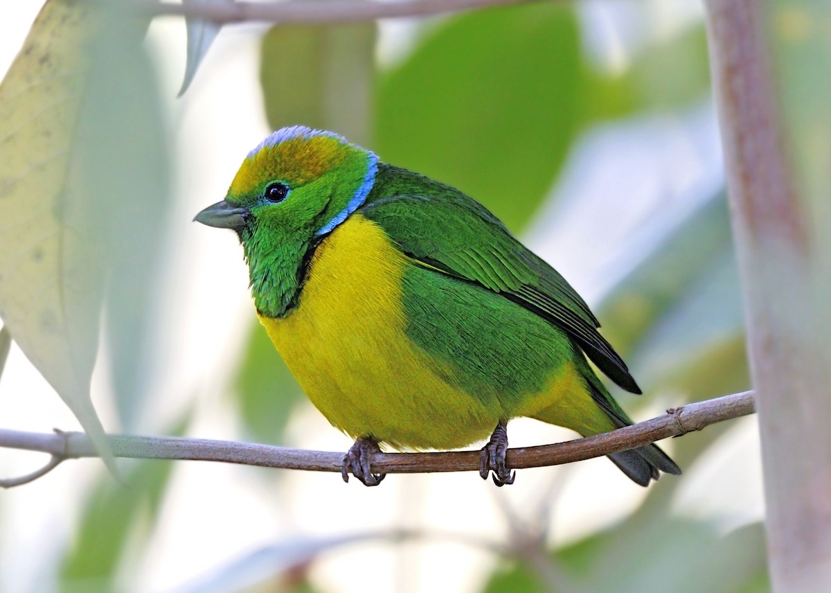 Golden-browed Chlorophonia - ML643739862