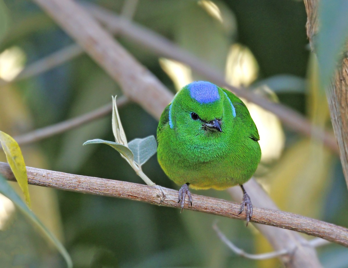 Golden-browed Chlorophonia - ML643739863