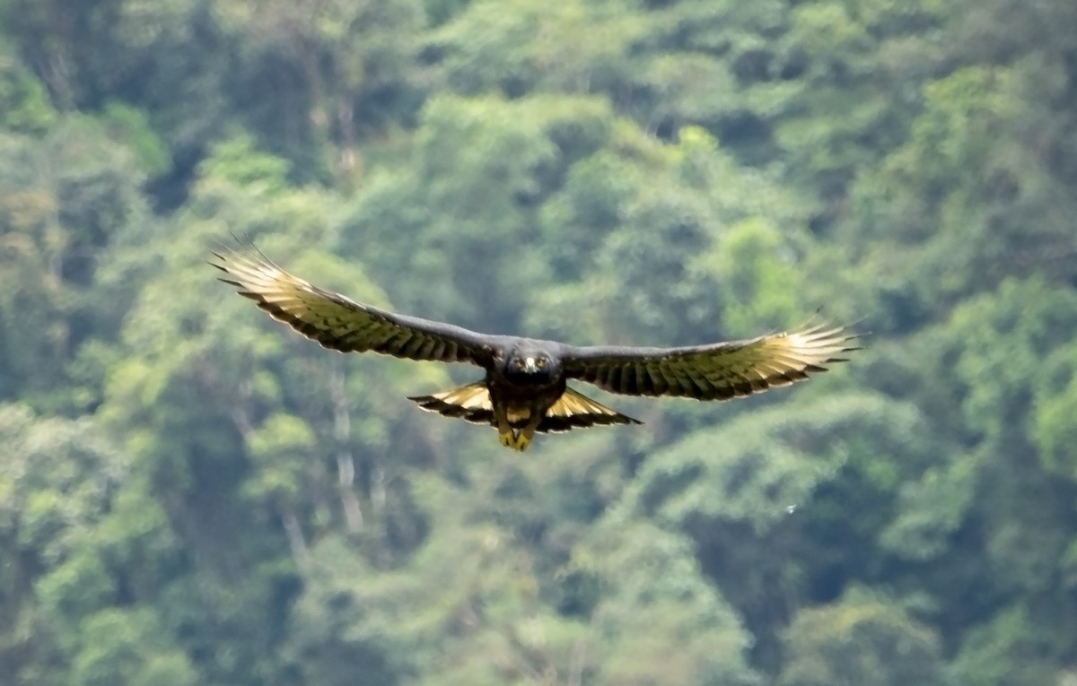 Aigle d'Isidore - ML643739869