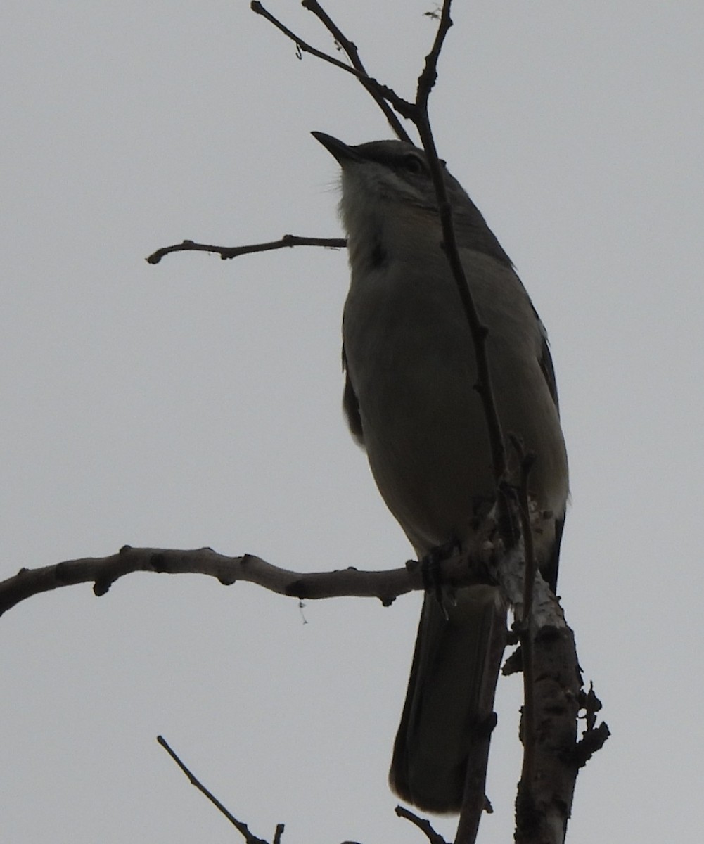 Northern Mockingbird - ML643739870