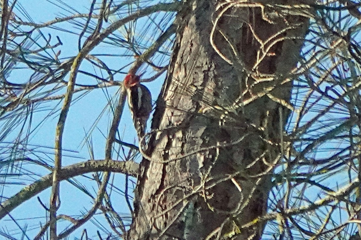 Red-breasted Sapsucker - ML643739880