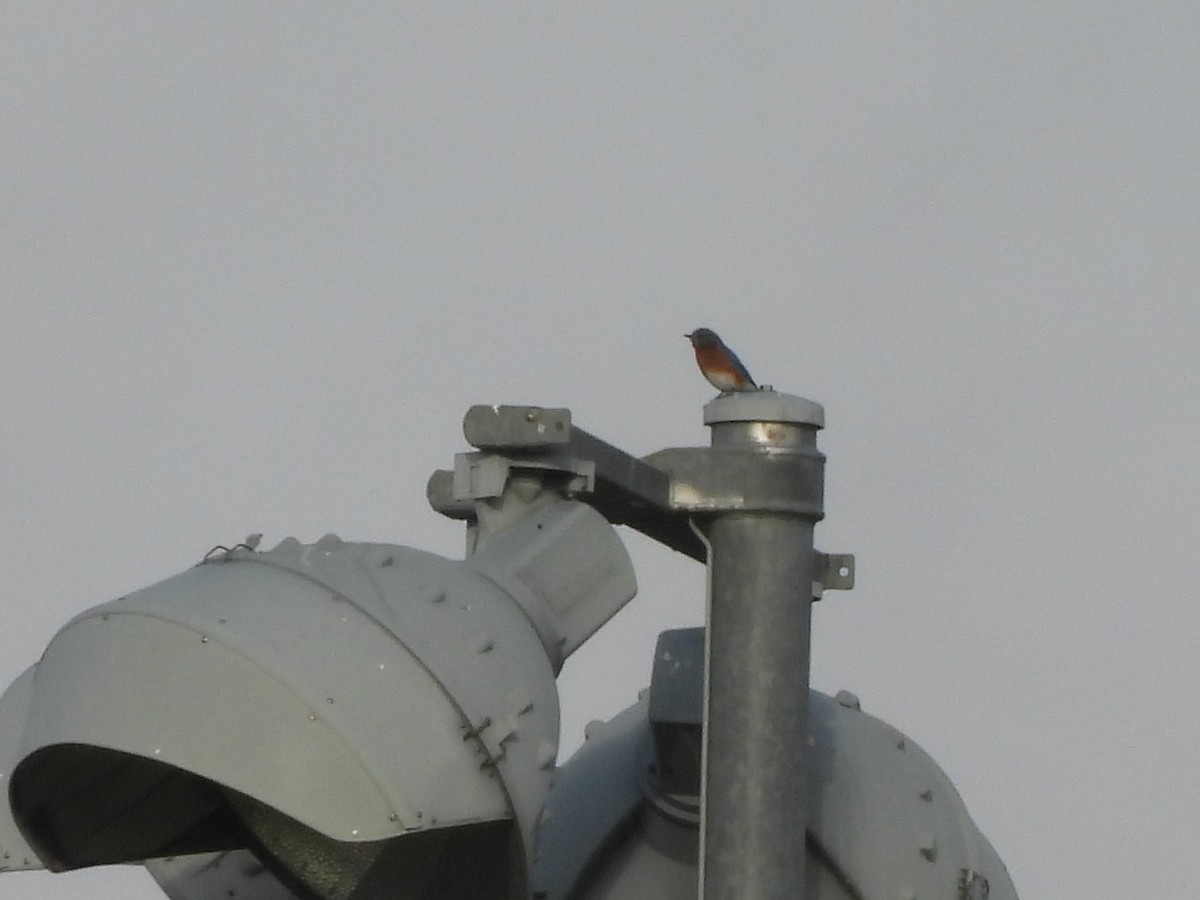 Eastern Bluebird - ML643739886