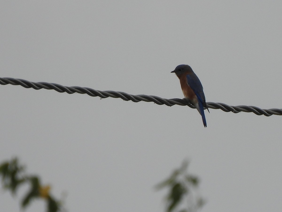 Eastern Bluebird - ML643739887