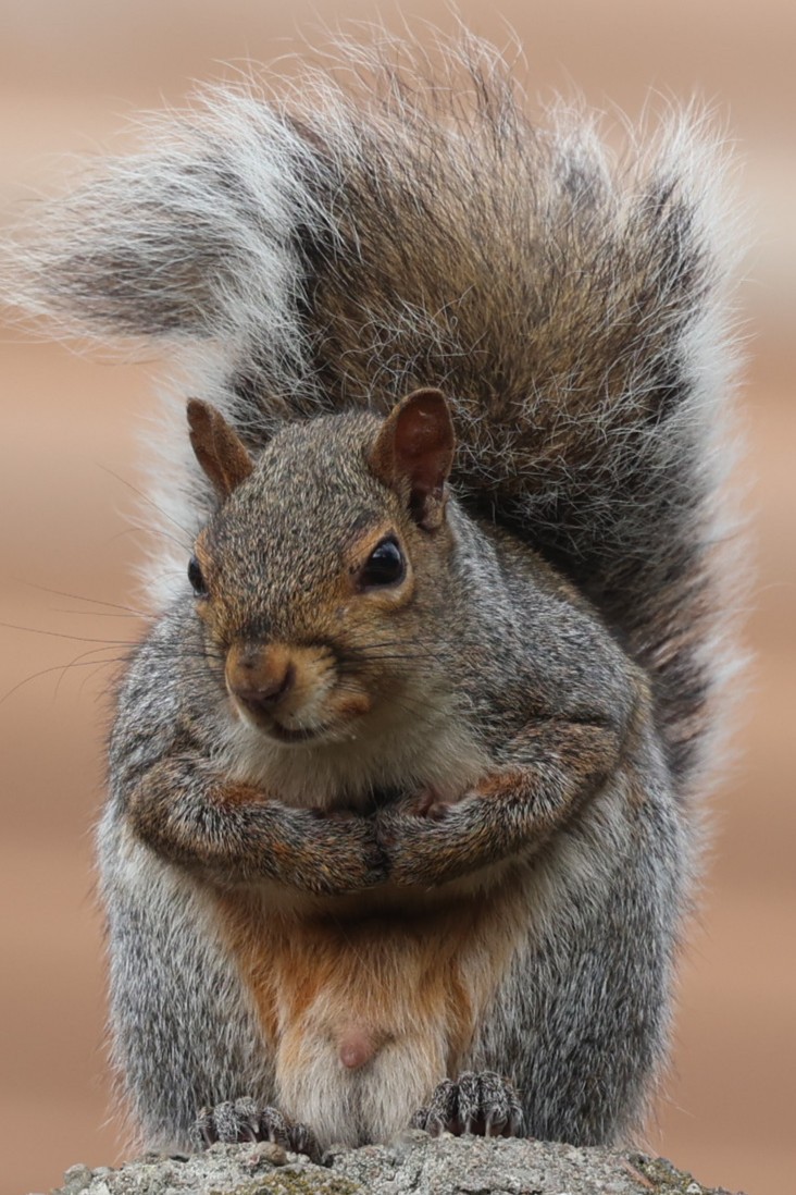 Eastern Gray Squirrel - ML643739890