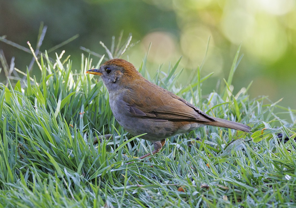 Рыжеголовый соловьиный дрозд - ML643739896