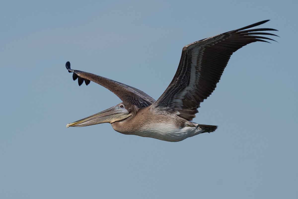 Brown Pelican - ML643739911
