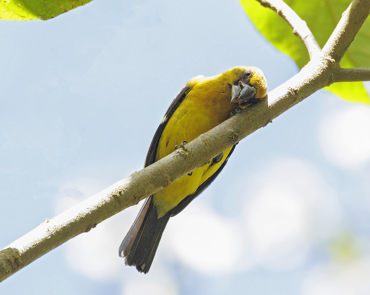 Black-thighed Grosbeak - ML643739912