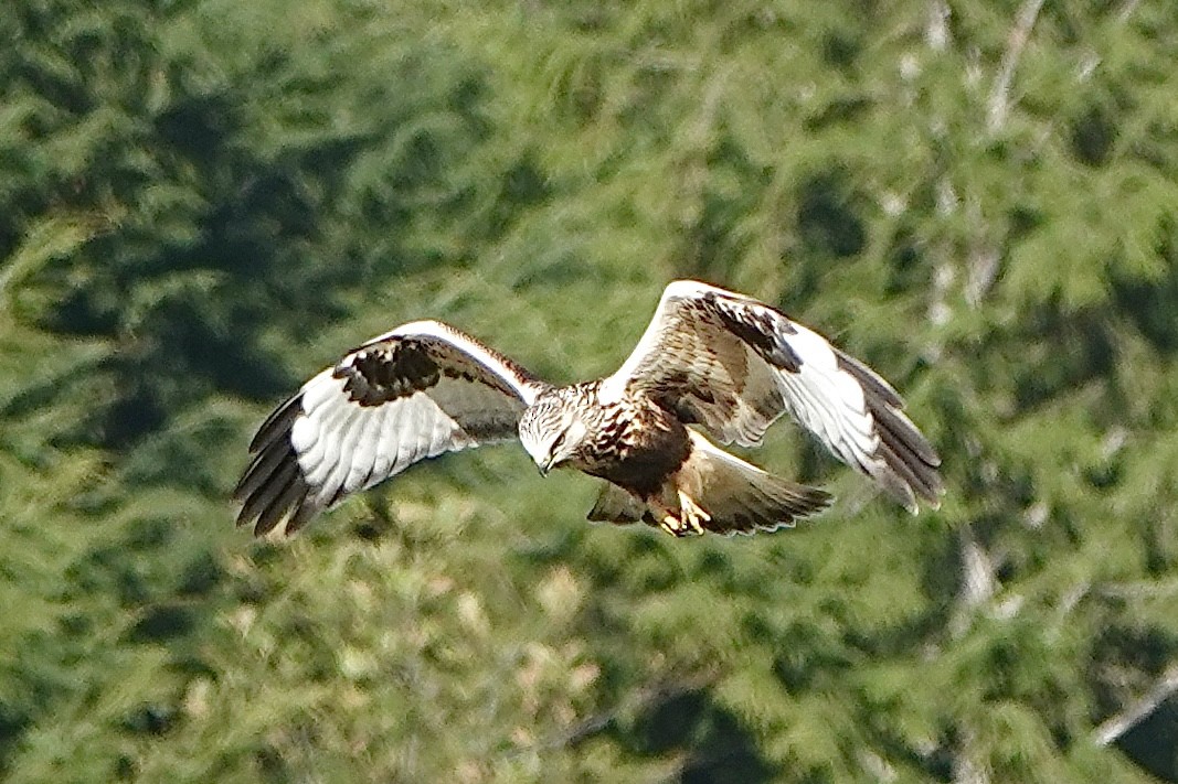 Rough-legged Hawk - ML643739916