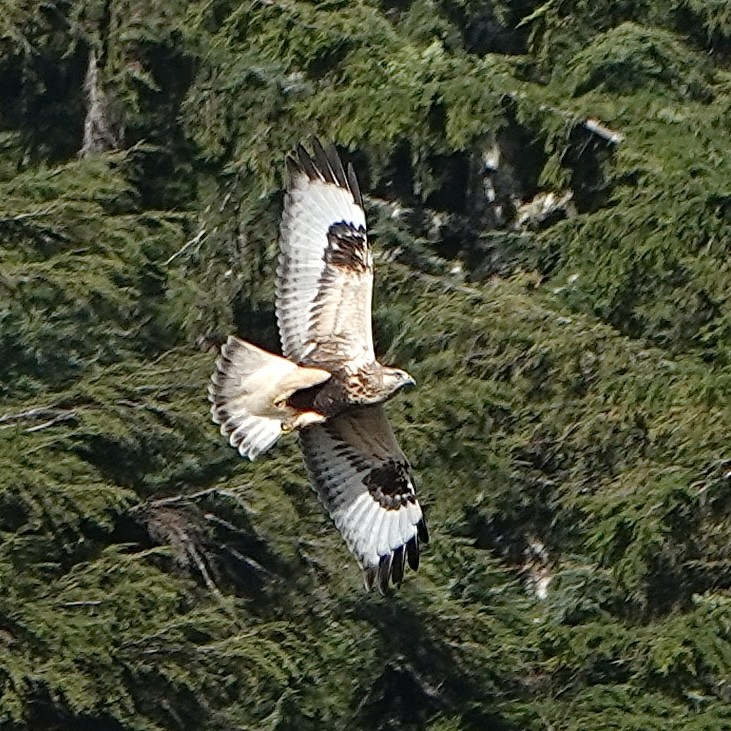 Rough-legged Hawk - ML643739917