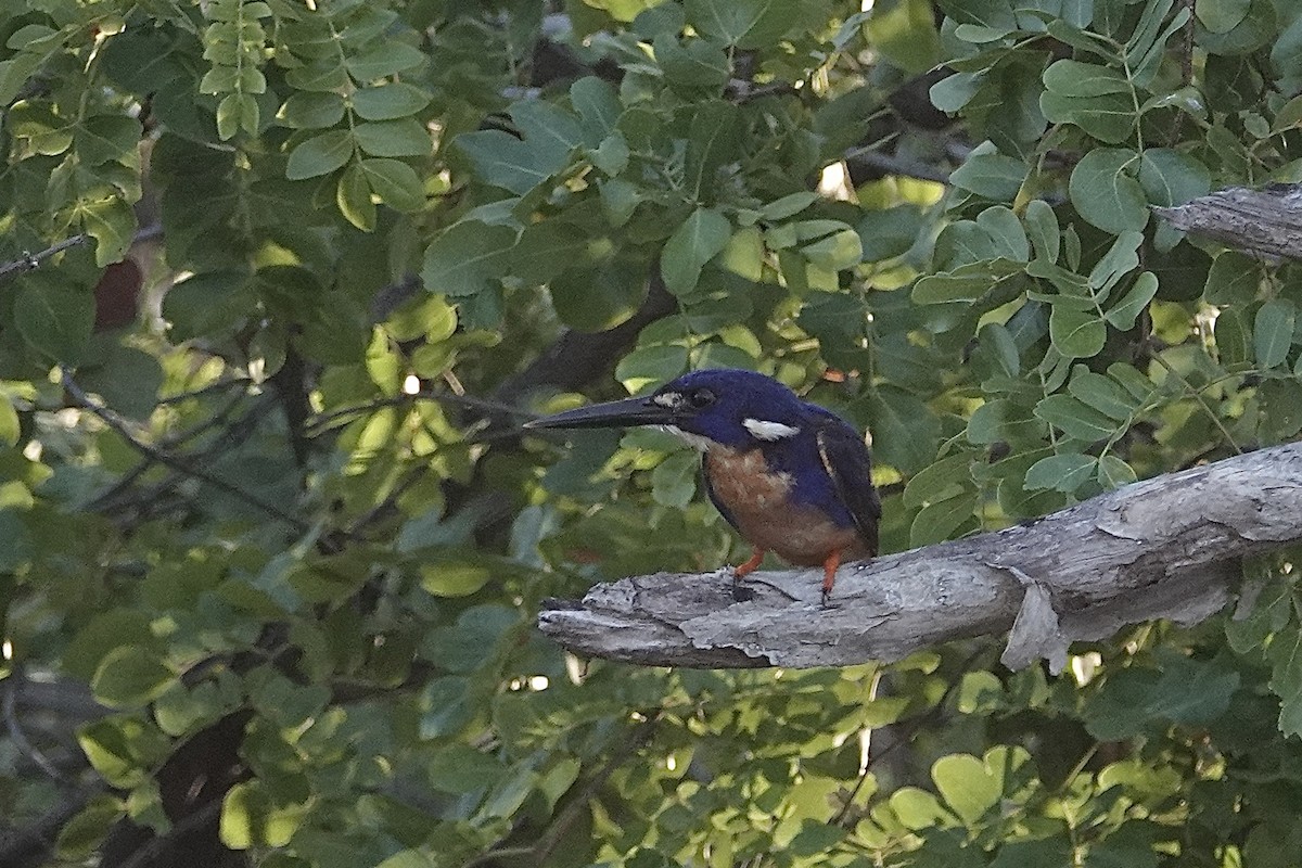 Azure Kingfisher - ML643739928