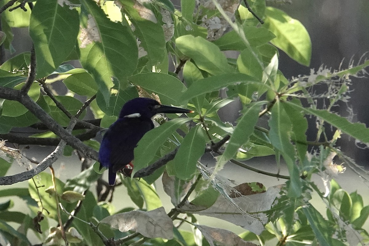 Azure Kingfisher - ML643739931