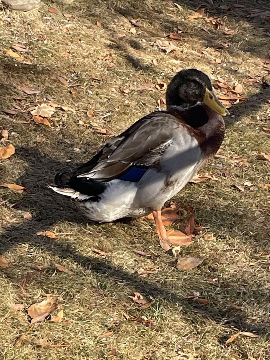 Mallard (Domestic type) - ML643739937