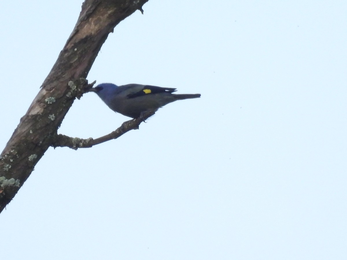Yellow-winged Tanager - ML643739943