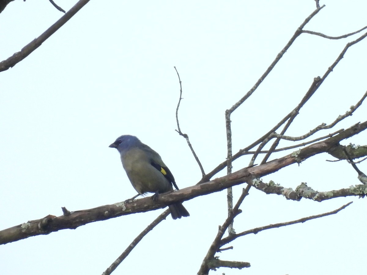 Yellow-winged Tanager - ML643739944
