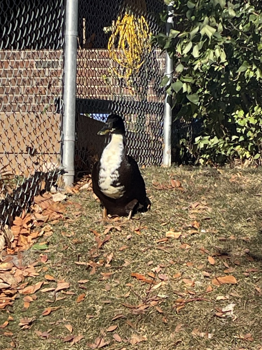 duck sp. - ML643739950