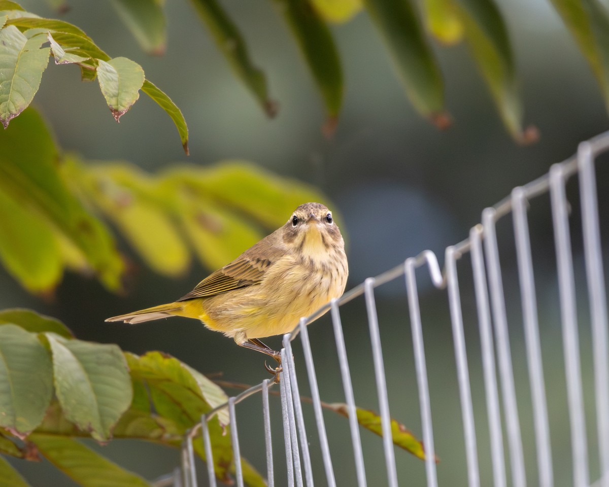 Palm Warbler - ML643739952