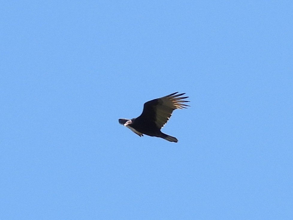 Turkey Vulture - ML643739959