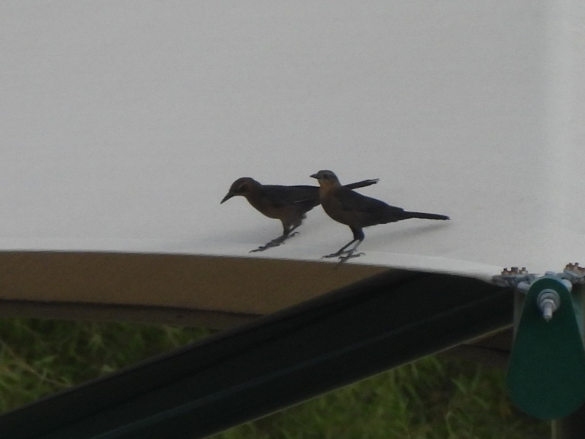 Great-tailed Grackle - ML643739960