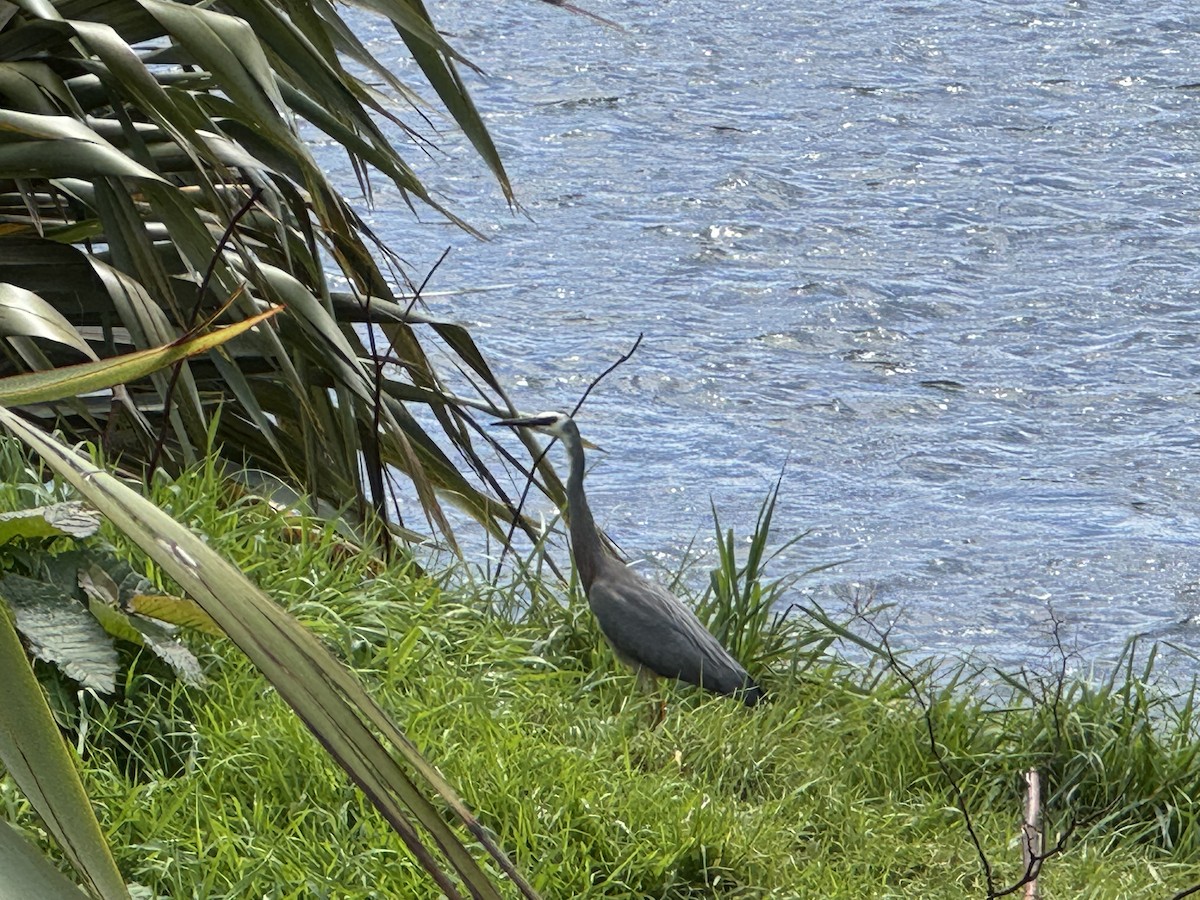 White-faced Heron - ML643739990