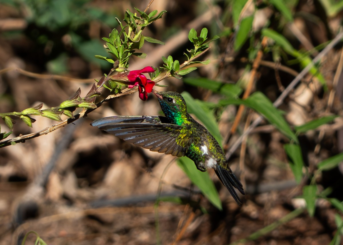 Breitschnabelkolibri - ML643739996