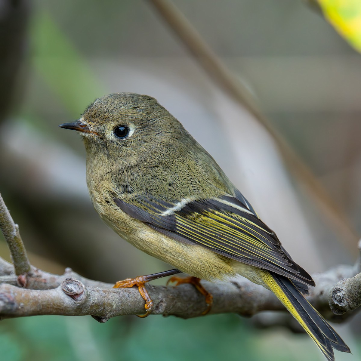 Золотомушка рубіновочуба - ML643739998