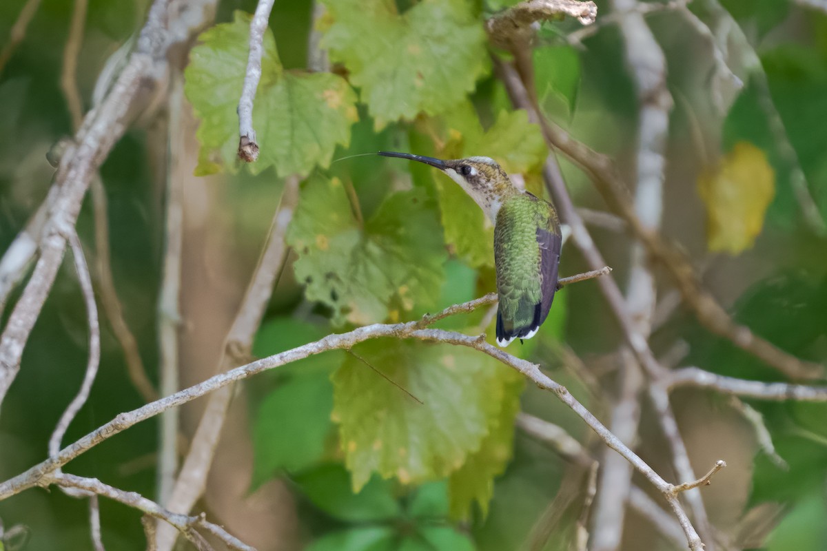 Ruby-throated Hummingbird - ML643740007