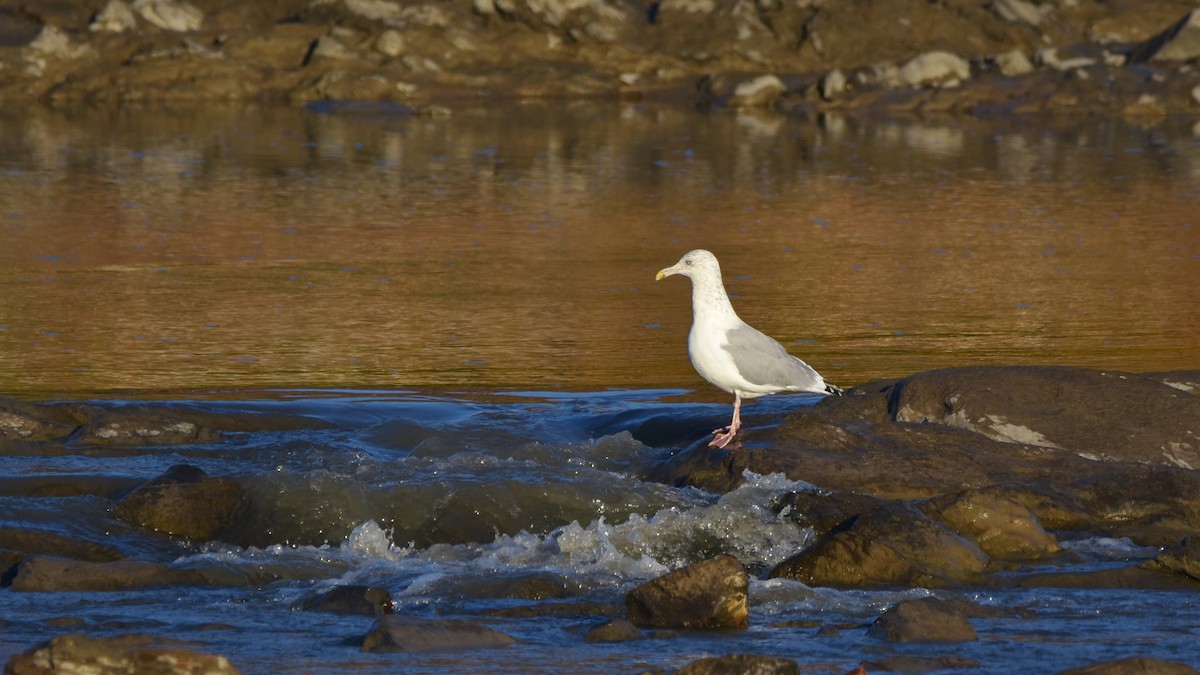 American Herring Gull - ML643740008