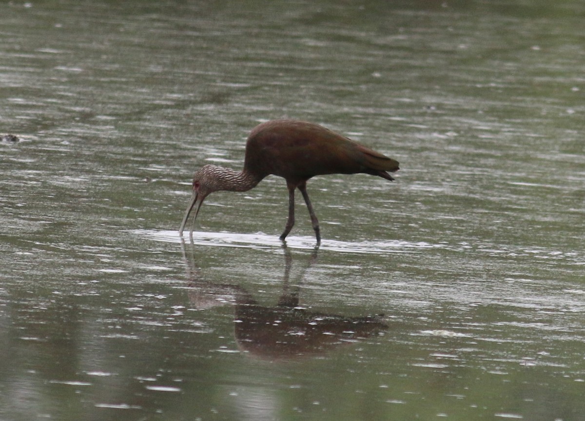 White-faced Ibis - ML643740009