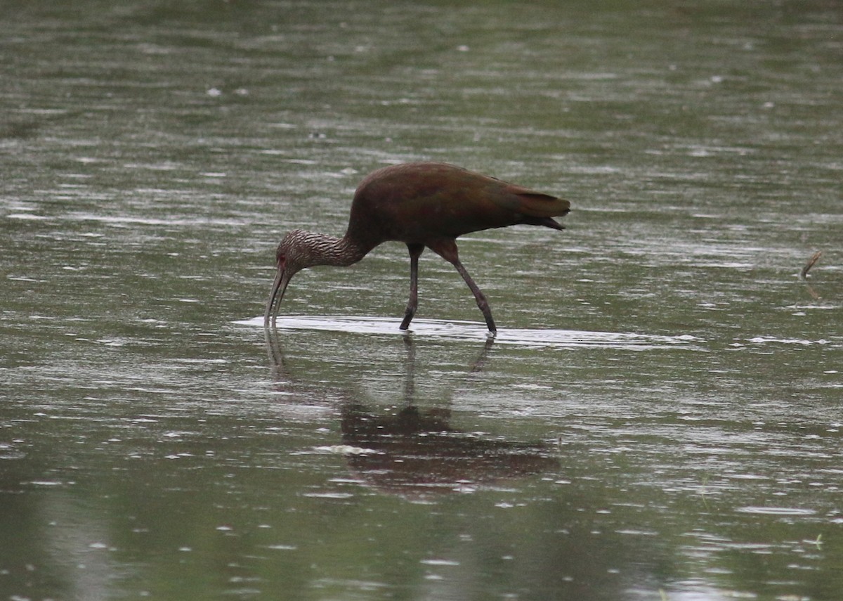 White-faced Ibis - ML643740010